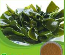 KELP